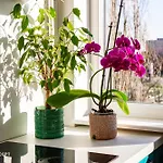 Apartment Blissful Retreat